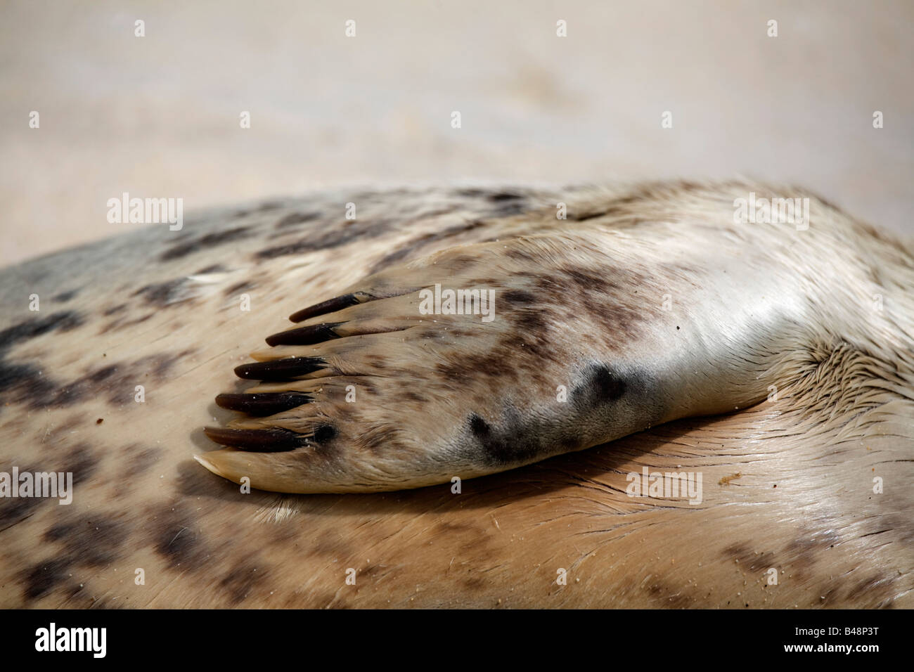 grey seal pup Halichoerus grypus close up of flipper and claws national seal sanctuary Stock Photo
