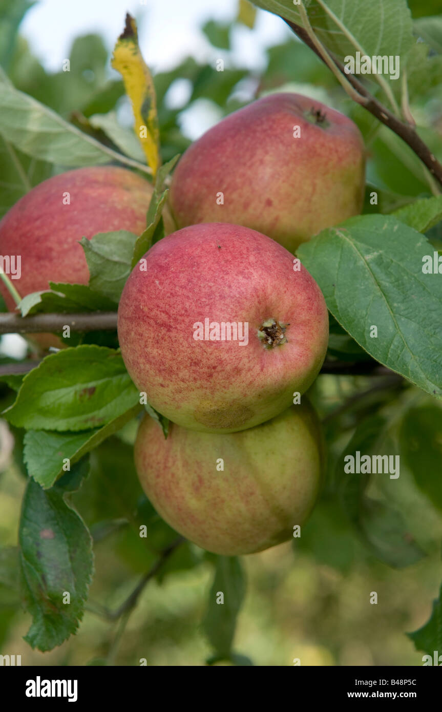 ADAM'S PEARMAIN desert apples growing in the orchard Stock Photo Alamy