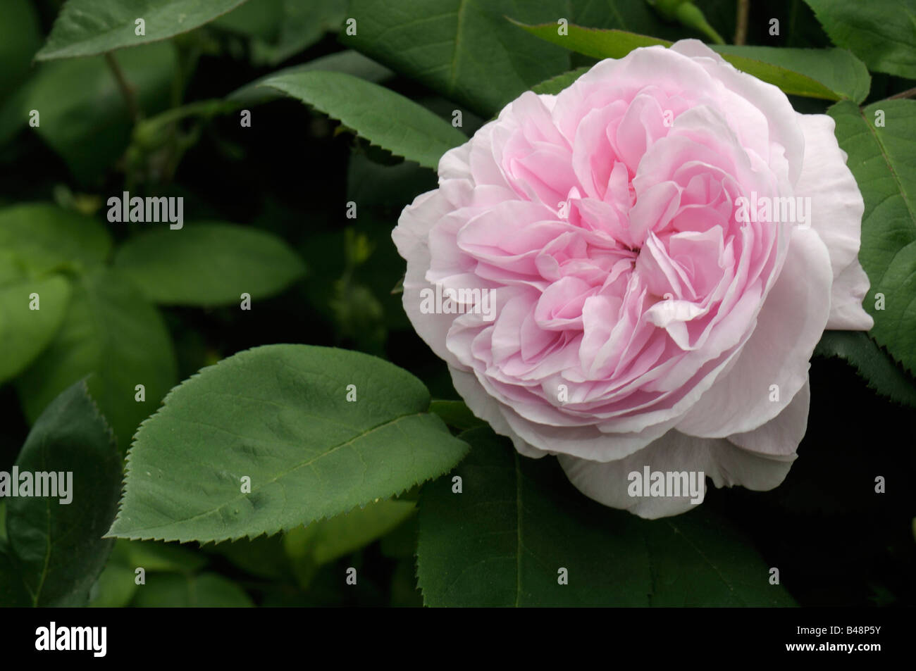 Cabbage Rose, Provence Rose (Rosa x centifolia), variety: Fantin Latour, flower Stock Photo