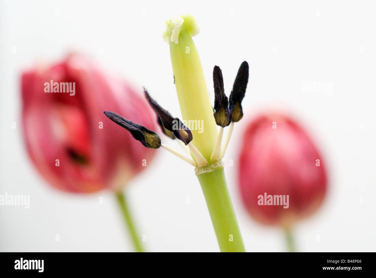 Wilted tulips Stock Photo Alamy