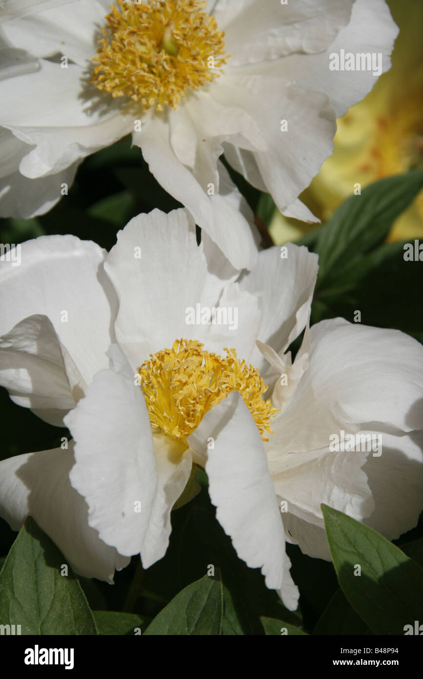 close up of pink white peony type flowers in garden Stock Photo - Alamy