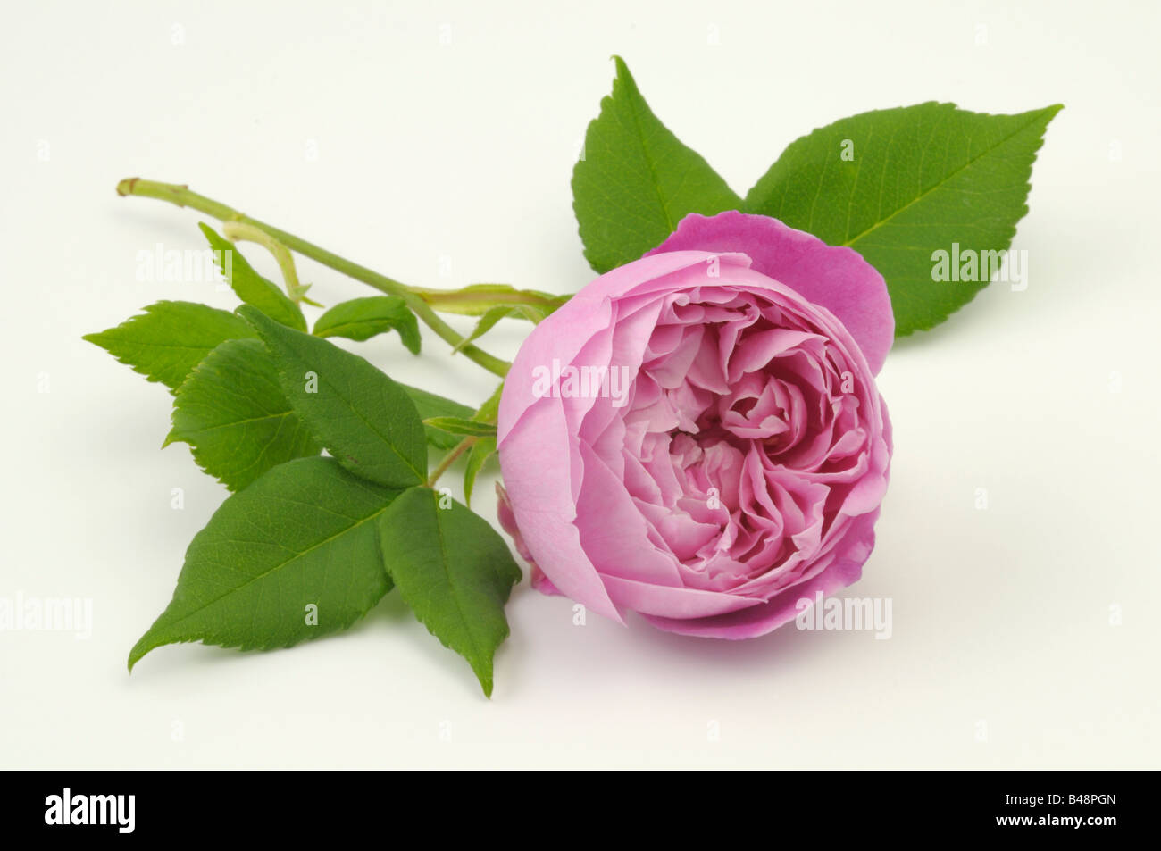 Bourbon Rose (Rosa x borboniana), variety: La Reine Victoria, flower,  studio picture Stock Photo - Alamy