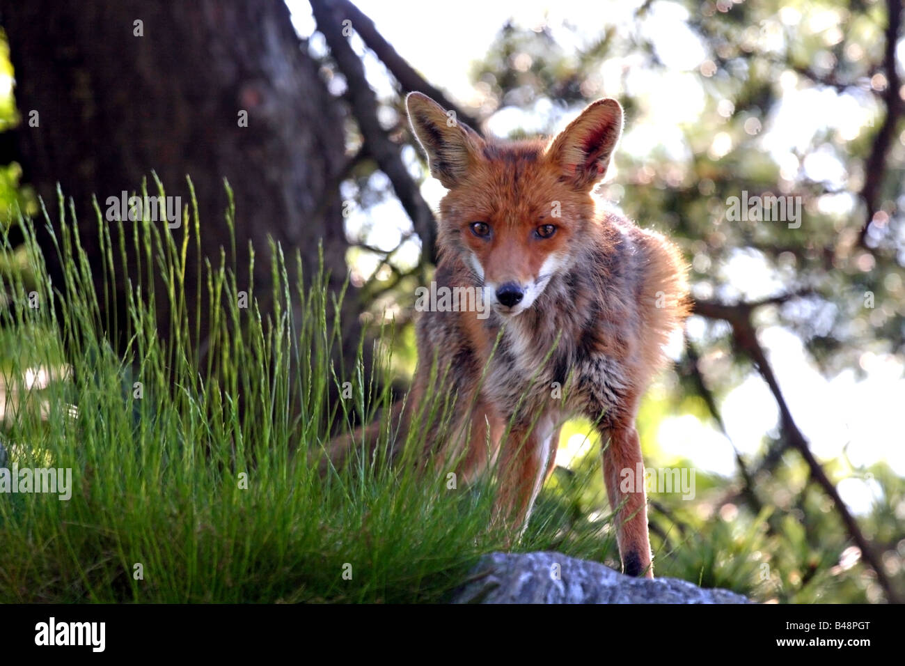 Close-up of a fox behind some blade of grass Stock Photo