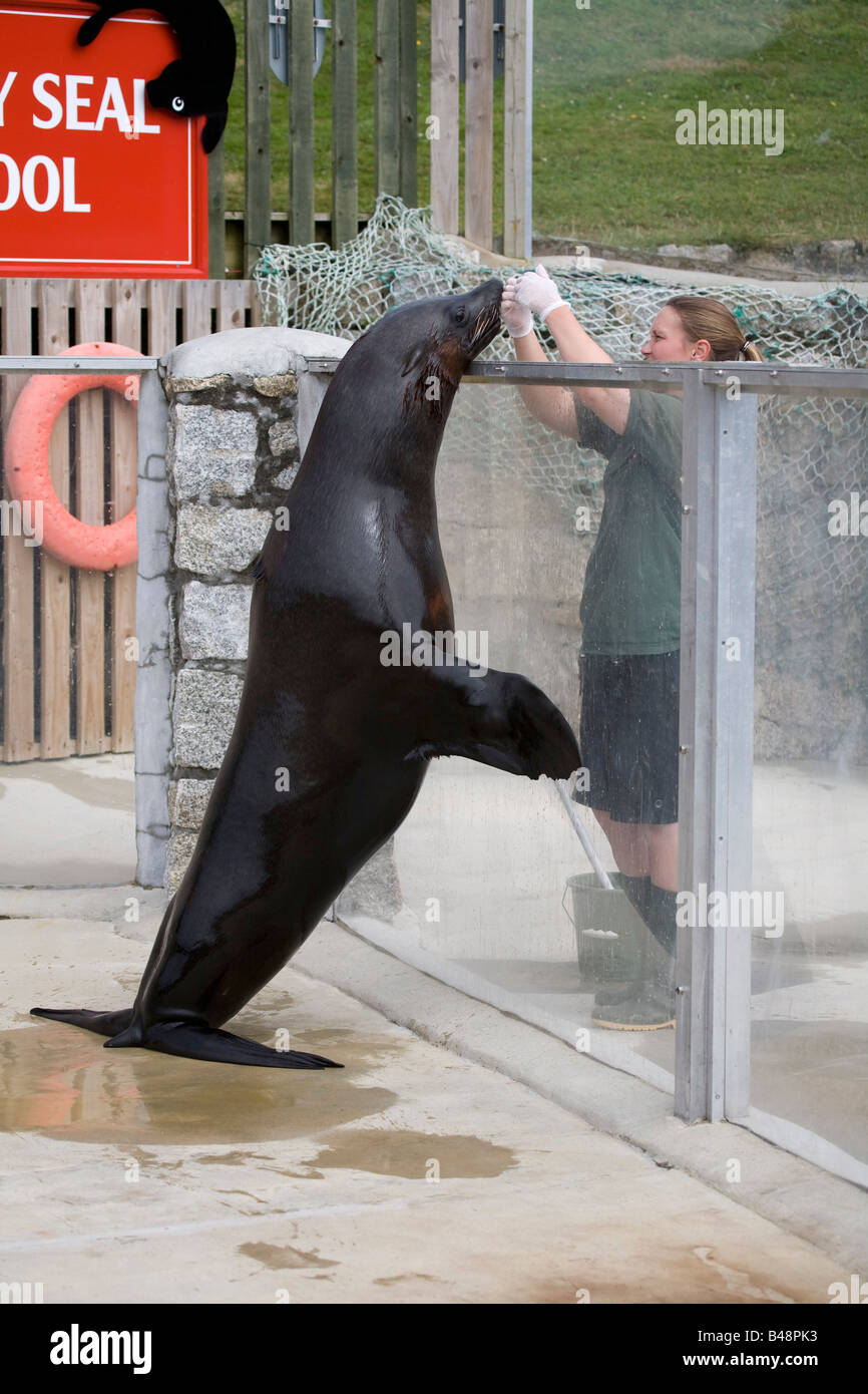 cape fur seal Arctcephalus pusillus pusillus resident at the national seal sanctuary cornwall Stock Photo