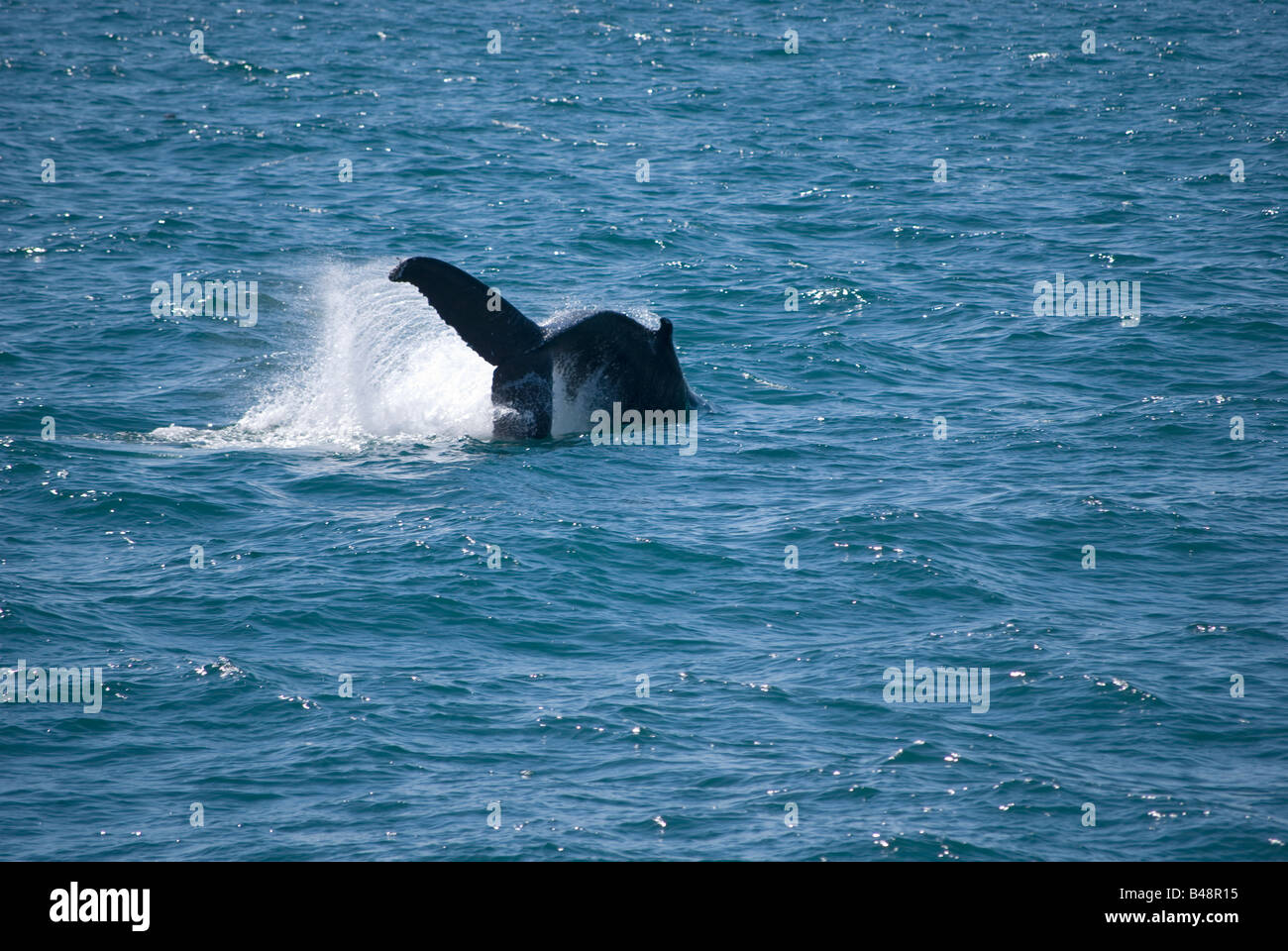 Humpback Whale (Megaptera novaeangliae) Reykjavik Iceland Stock Photo ...