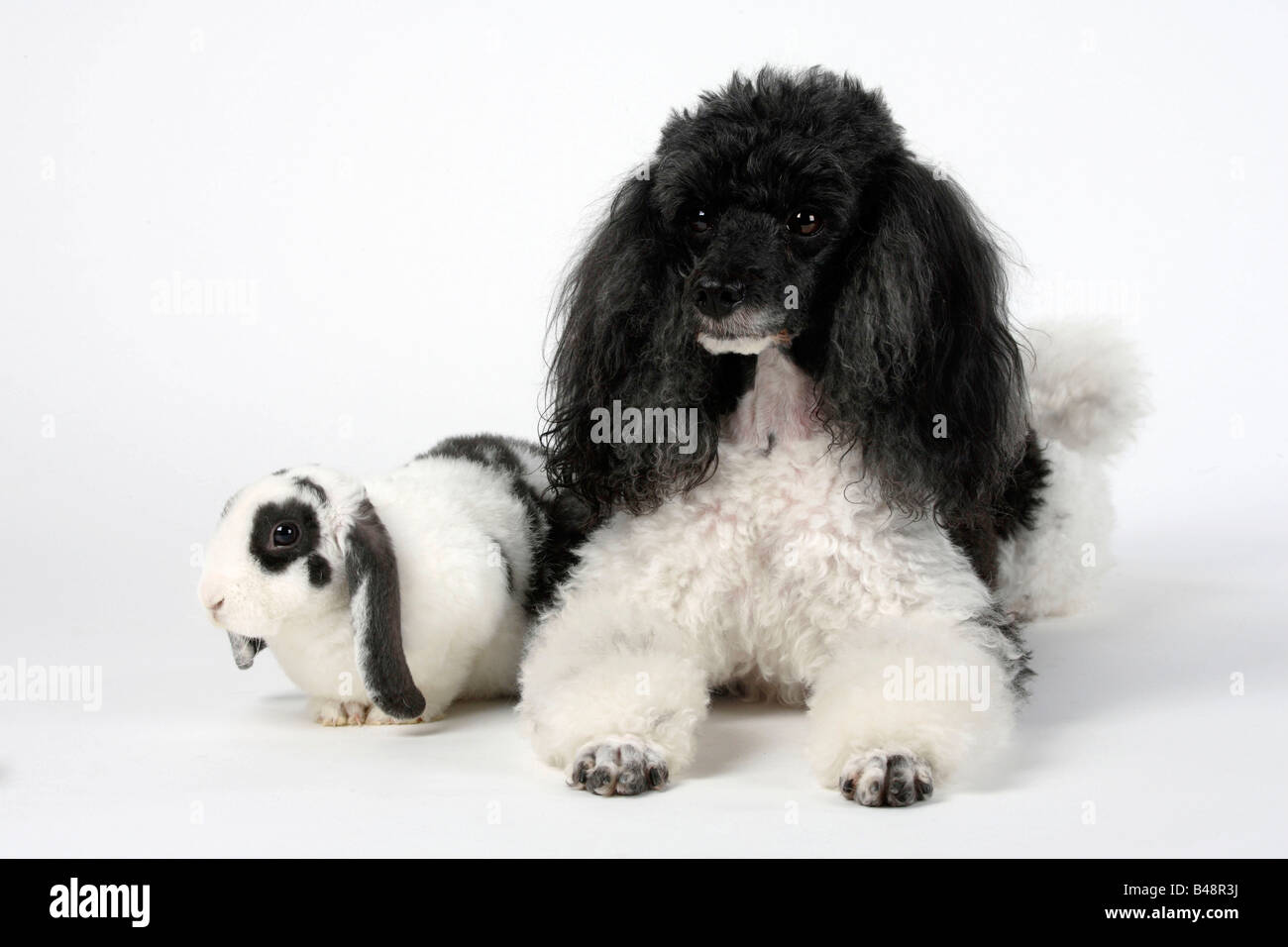 Miniature Poodle harlequin and Rex Lop eared Dwarf Rabbit blue white 14 ...