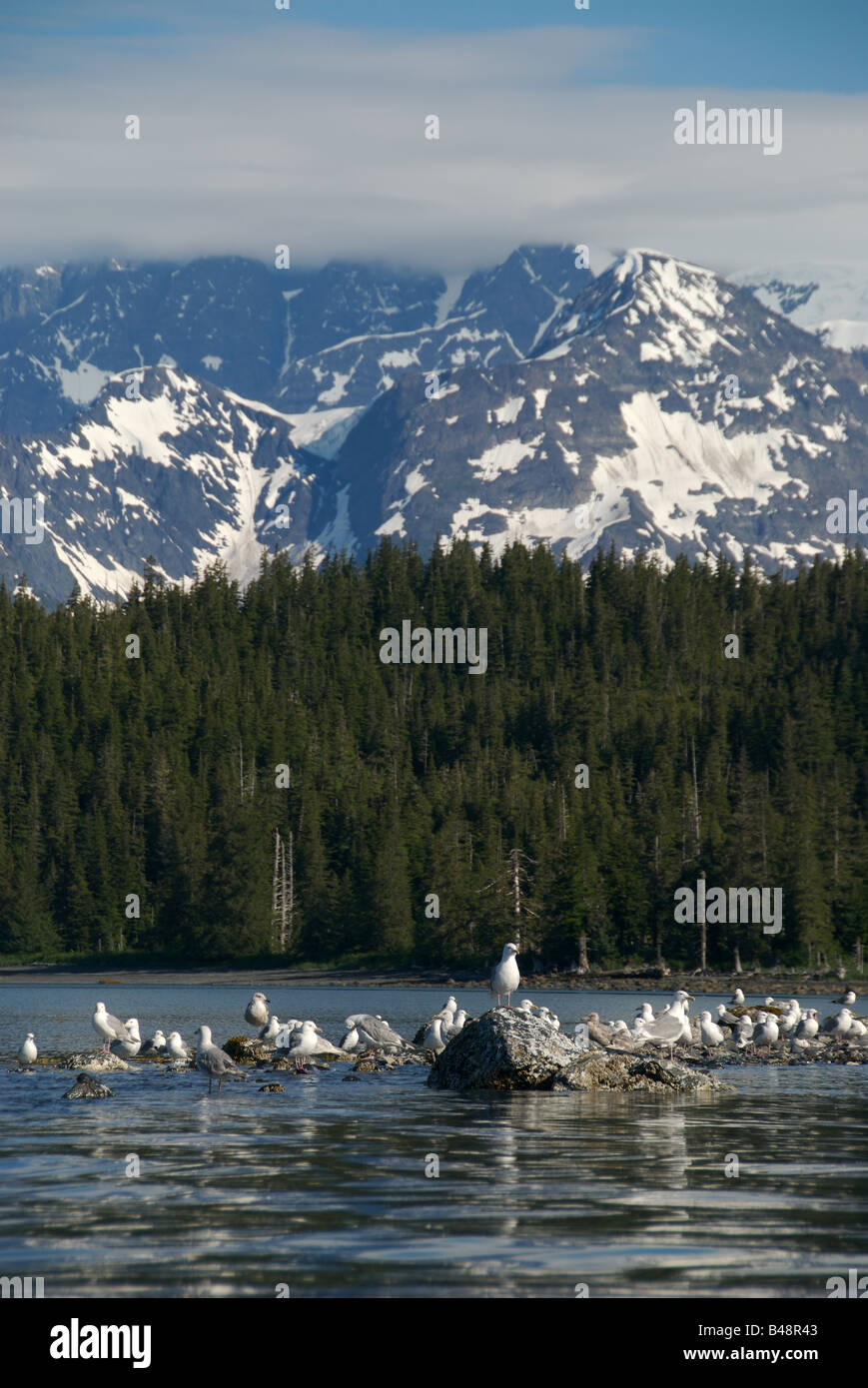 Seagulls rest on rocks along the coast of Prince William Sound alaska with mountains in the background Stock Photo