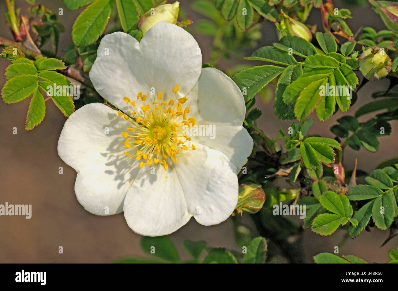 Rose (Rosa omeiensis f. pteracantha, Rosa sericea ssp omeiensis f.  pteracantha), flower Stock Photo - Alamy