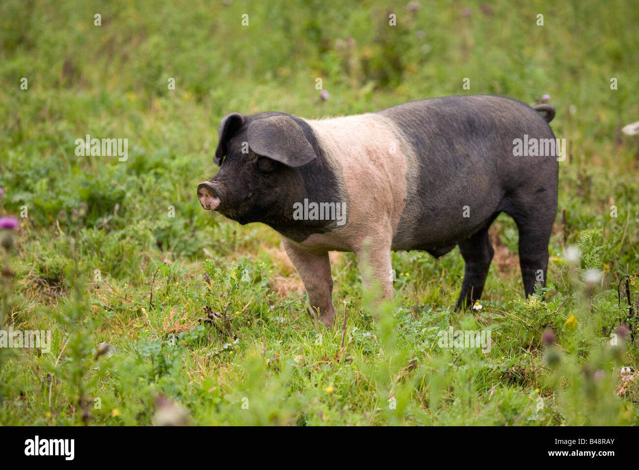 How to Transport Piglets (for the Smallhold Farmer) How to Transport Piglets (for the Smallhold Farmer) new foto How to Transport Piglets (for the Smallhold Farmer) How to Transport Piglets (for the Smallhold Farmer) new pictures
