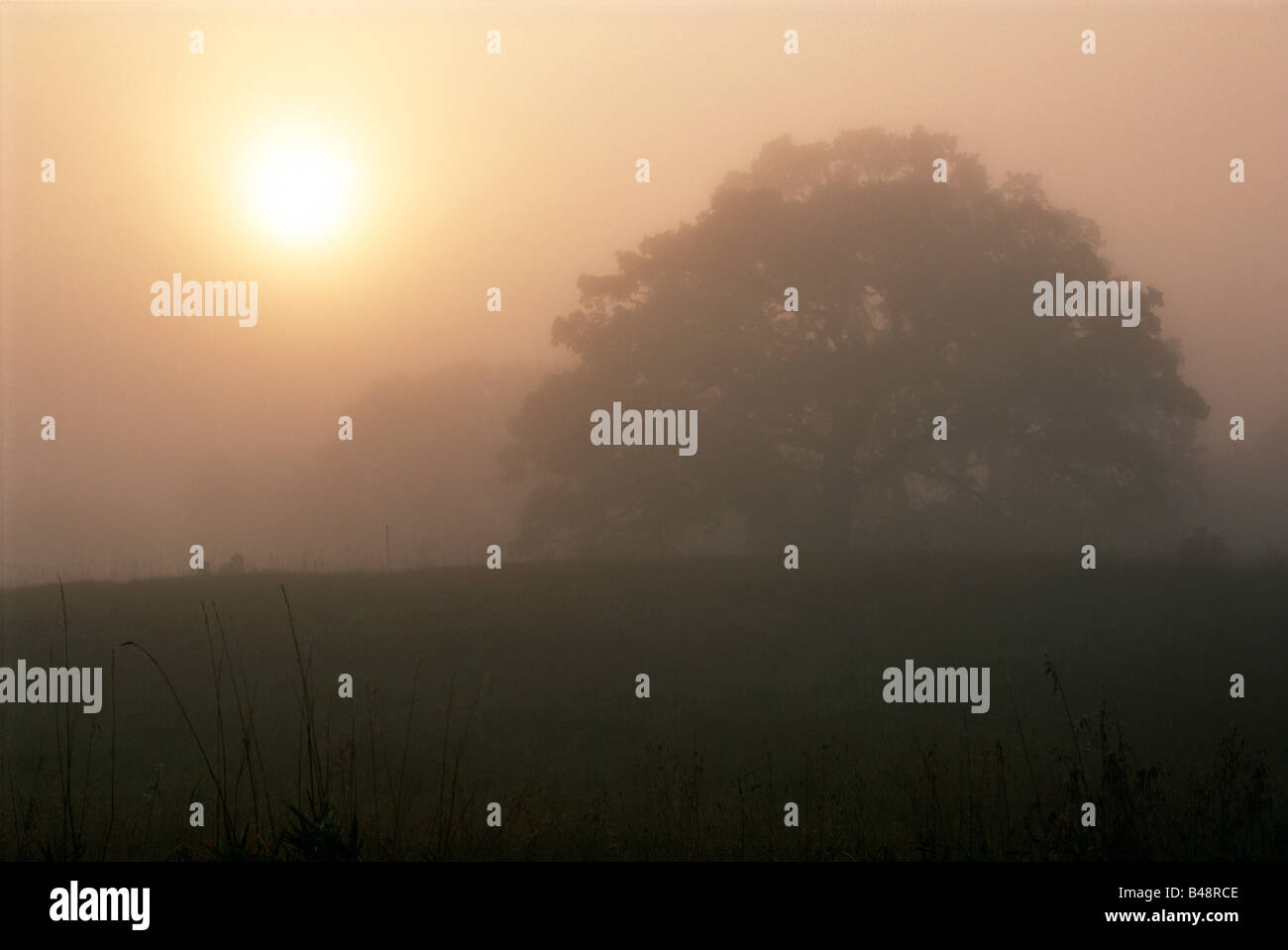 Sun in the fog hi-res stock photography and images - Alamy