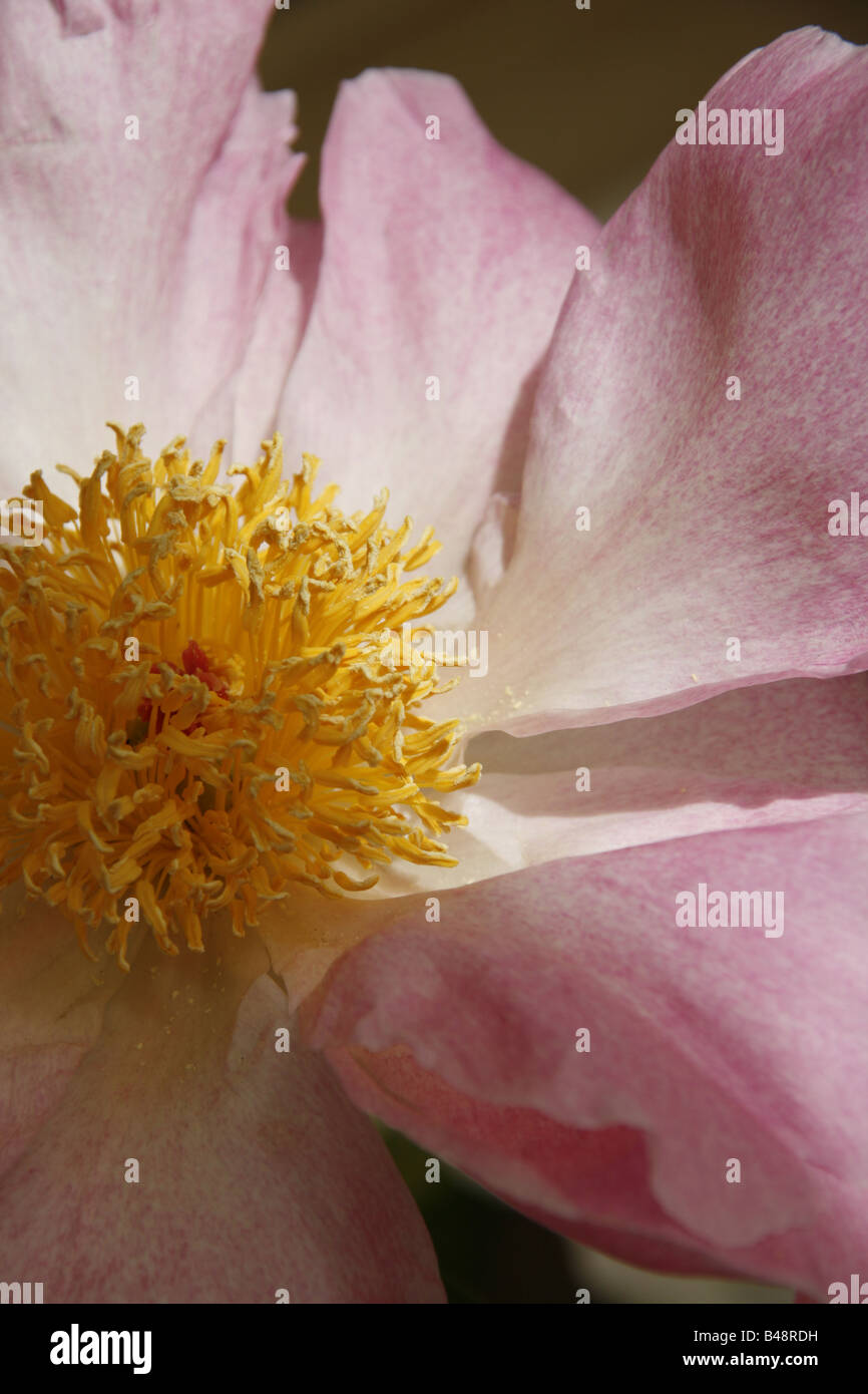 close up of pink white peony type flowers in garden Stock Photo - Alamy