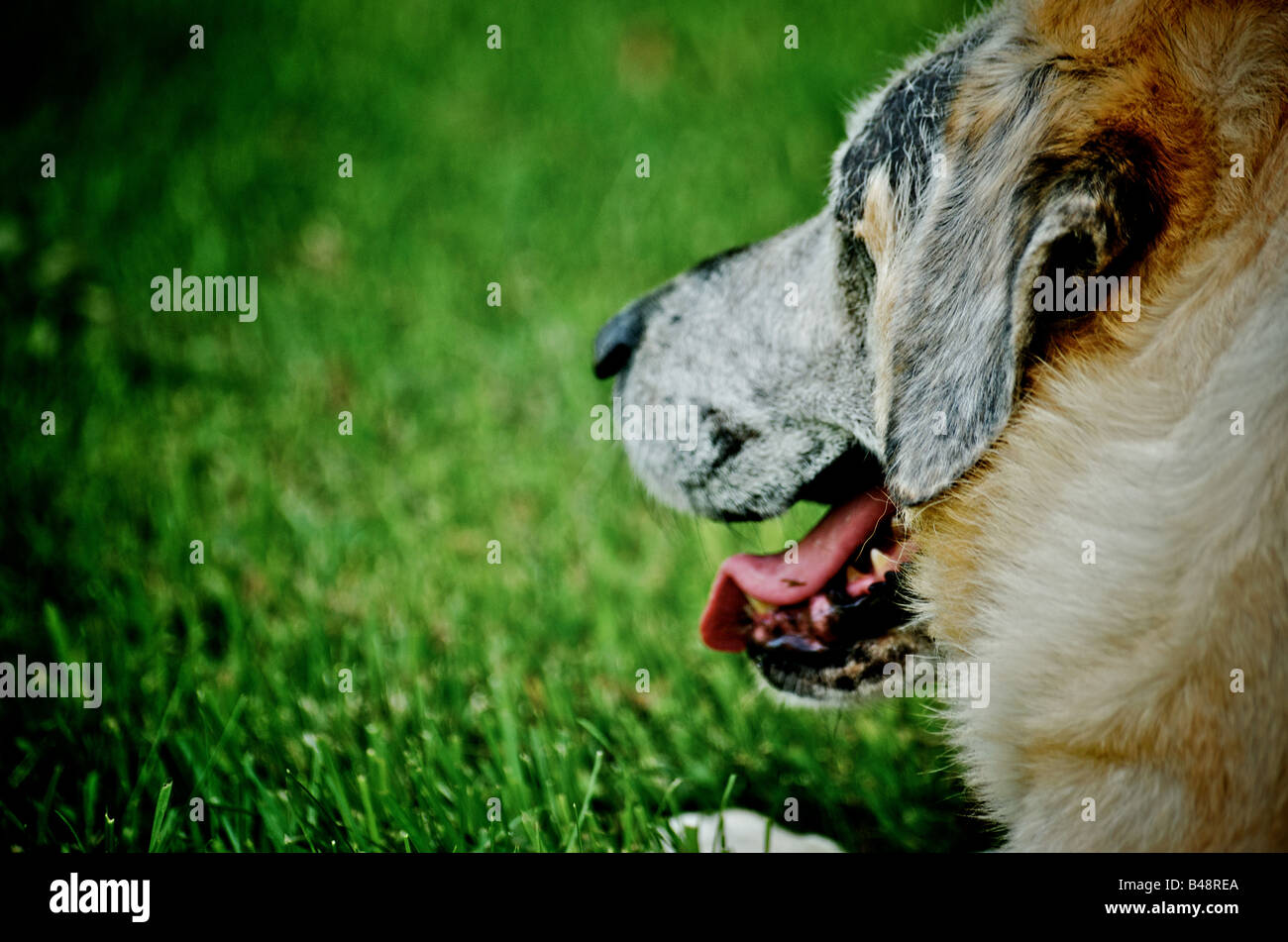 dog panting mouth open Stock Photo Alamy