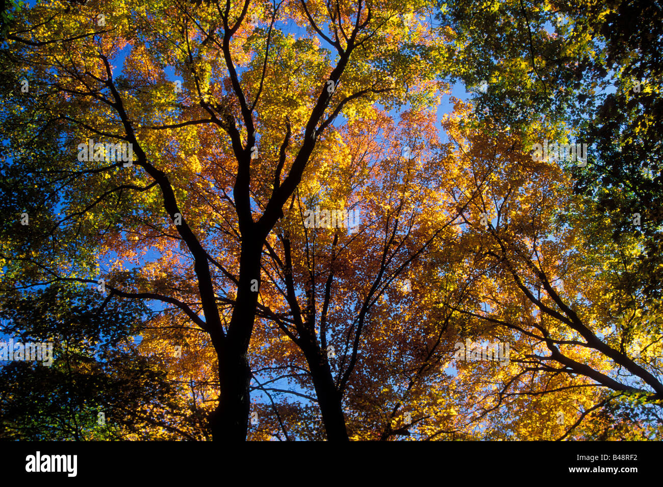 Trees in the autumn Stock Photo