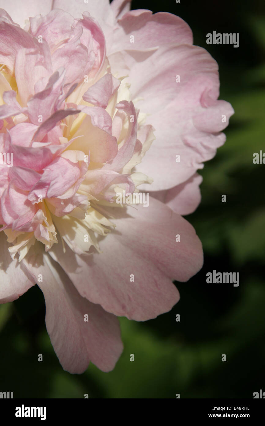 close up of pink white peony type flowers in garden Stock Photo - Alamy