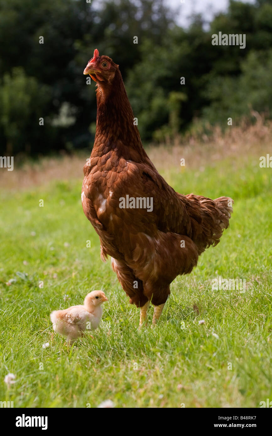 free range hen with young chick Stock Photo
