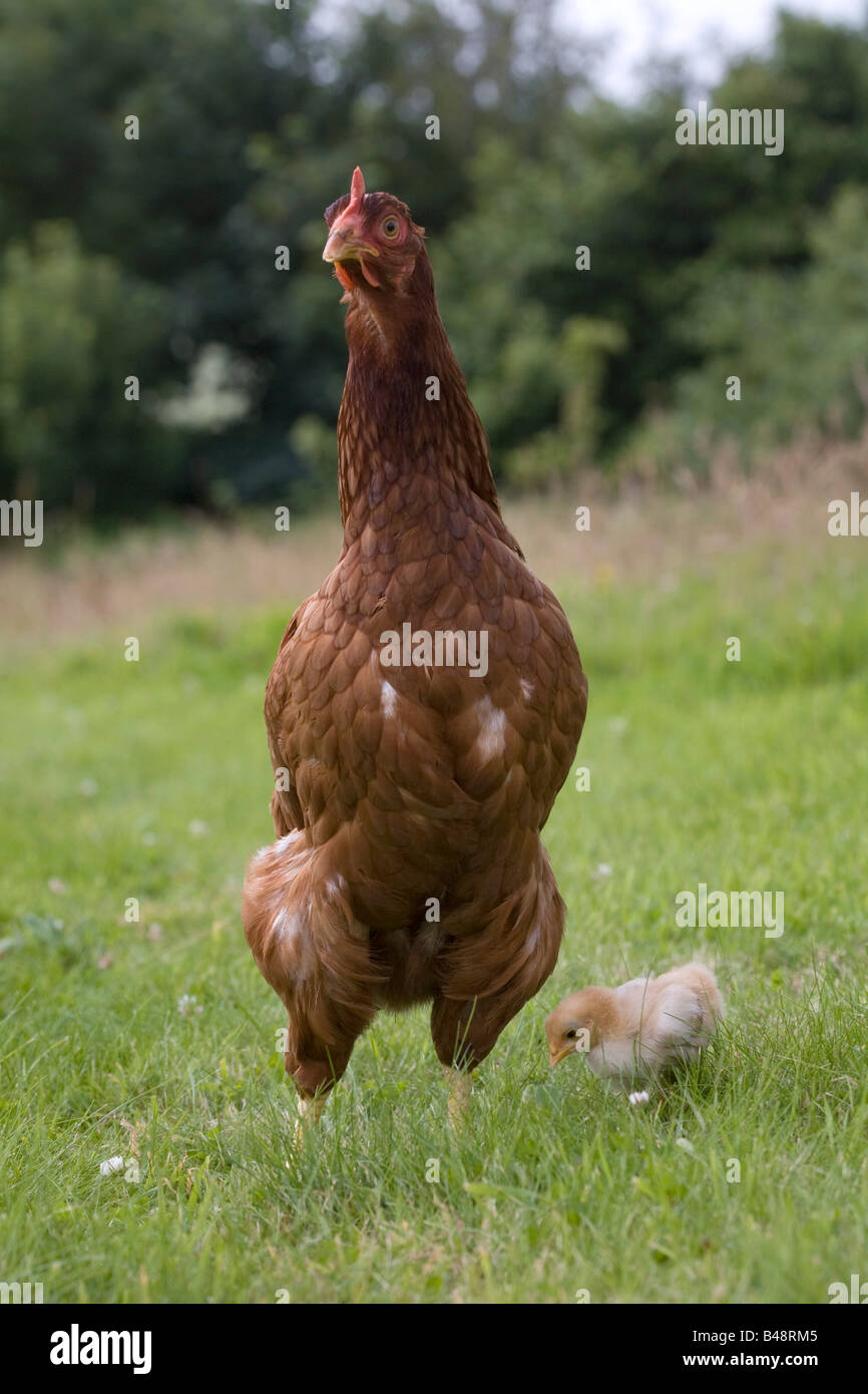 free range hen with young chick Stock Photo