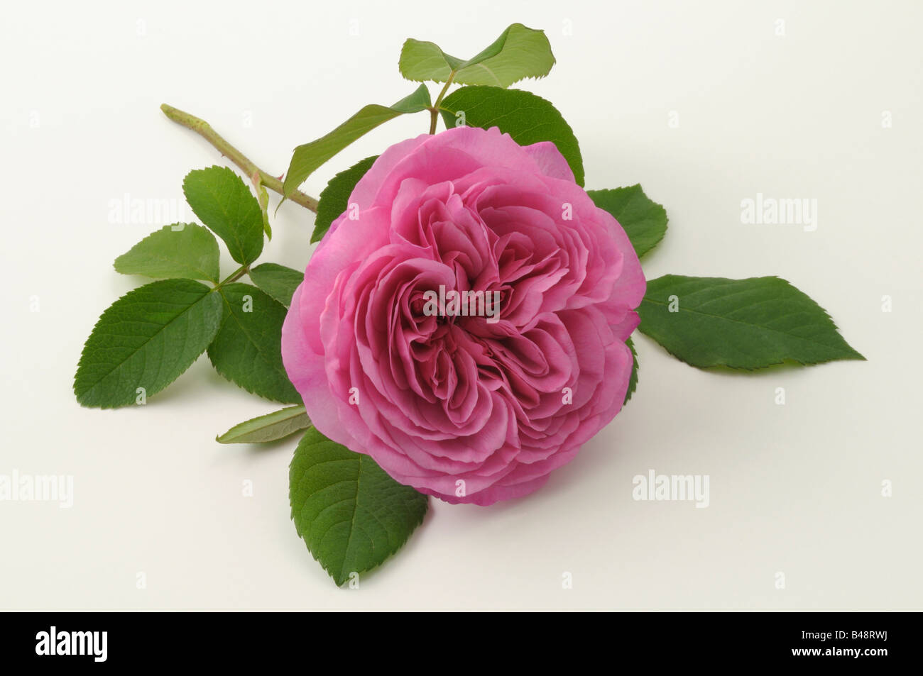 Damask Rose (Rosa x damascena), variety Ispahan, flower, studio