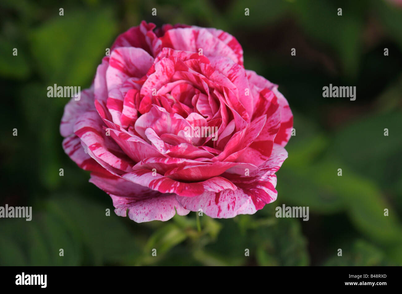 French rose hi-res stock photography and images - Alamy