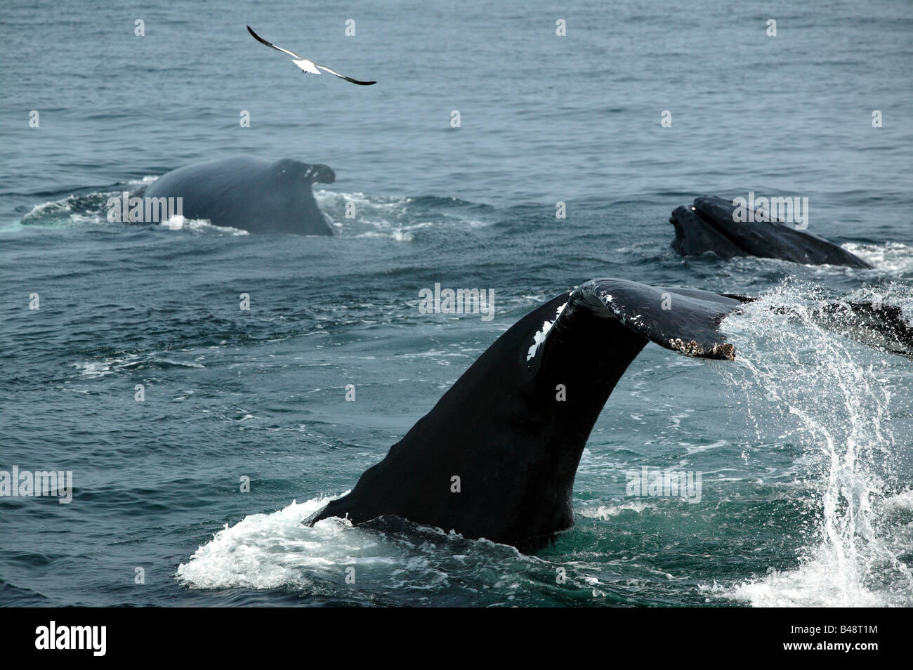 Water streaming of the tail  fins of a Humpback Wale  off the Stellwagen Bank National Marine Sanctuary, Cape Cod. Stock Photo