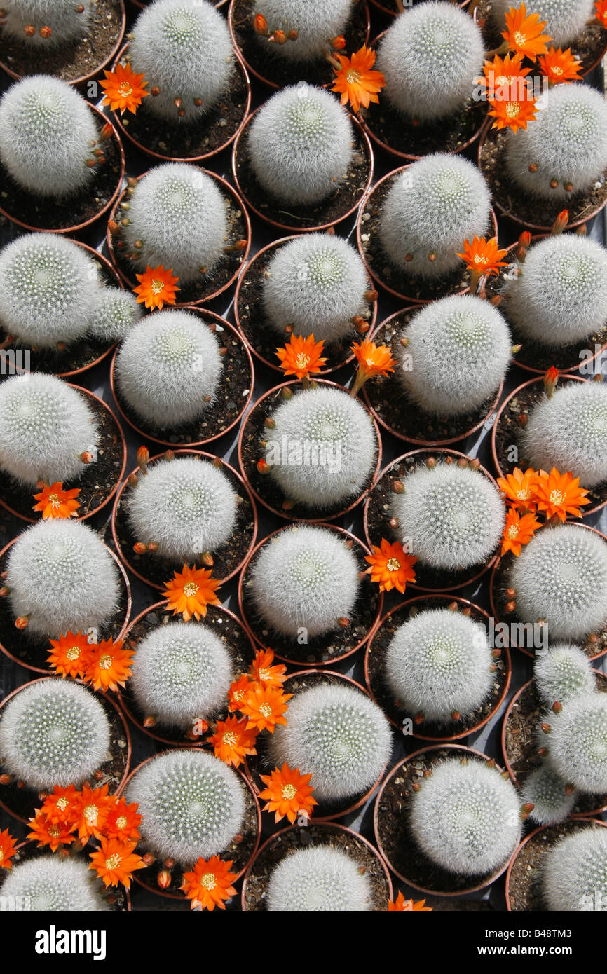 rebutia cactus with orange flowers in garden centre Stock Photo