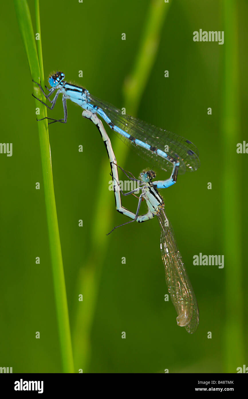Common Blue Damselflies mating Stock Photo - Alamy