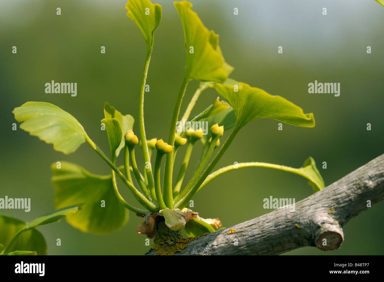 Gingko, Maidenhair Tree (Ginkgo biloba), twig with young leaves and female blossoms Stock Photo