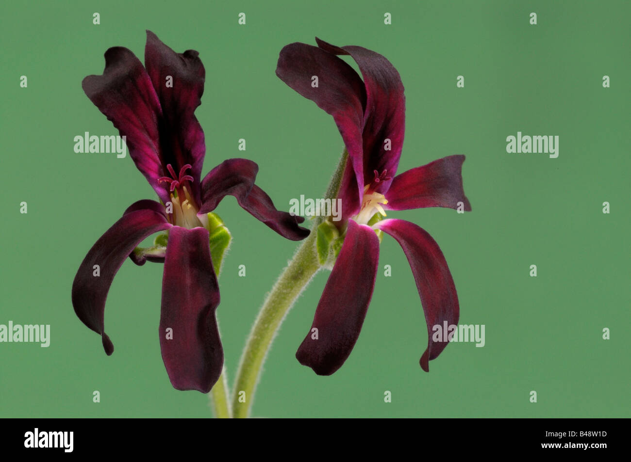 Umckaloabo, South African Geranium (Pelargonium sidoides, Pelargonium reniforme), flowers Stock Photo