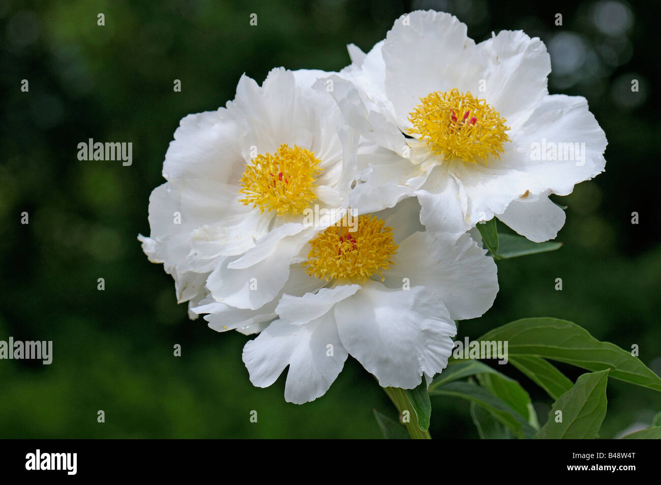 White Paeony, Common Garden Paeony, Chinese Paeony (Paeonia lactiflora) variety White Wings flowers Stock Photo