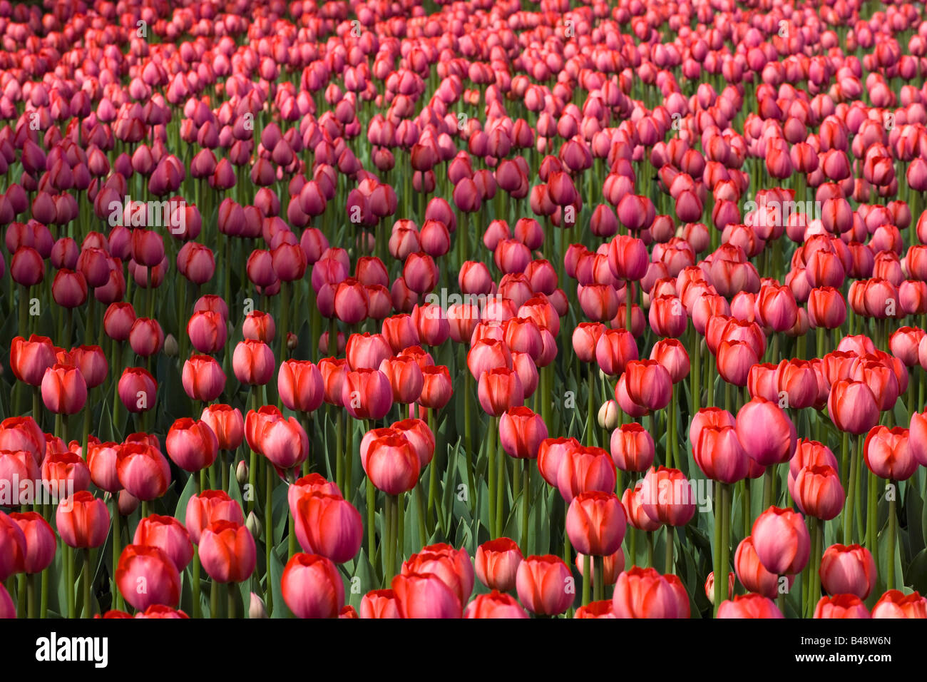 Tulips festivals ottawa canada hi-res stock photography and images - Alamy