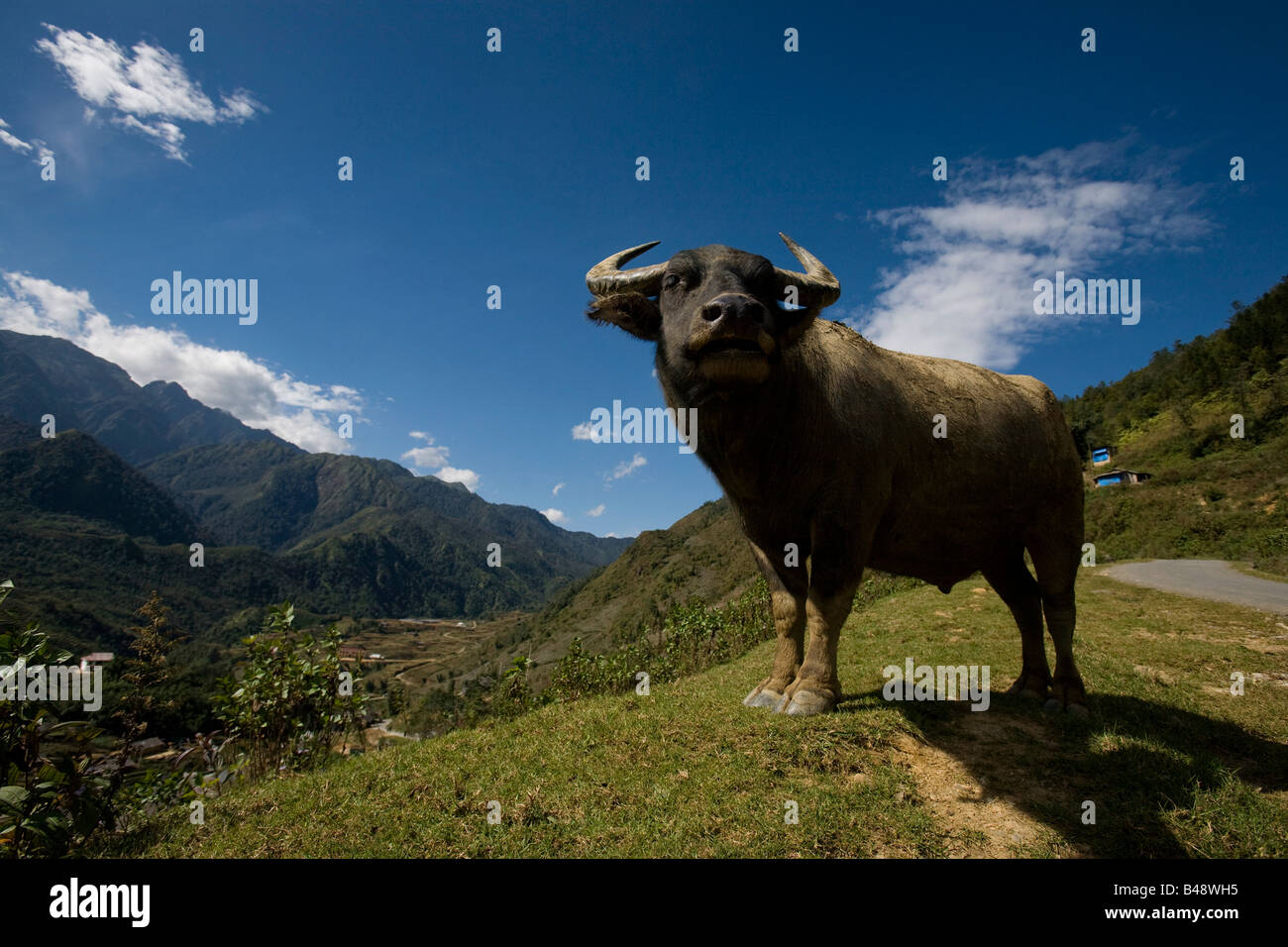 Water Buffalo, outide the village of Sapa, Northern Vietnam Stock Photo