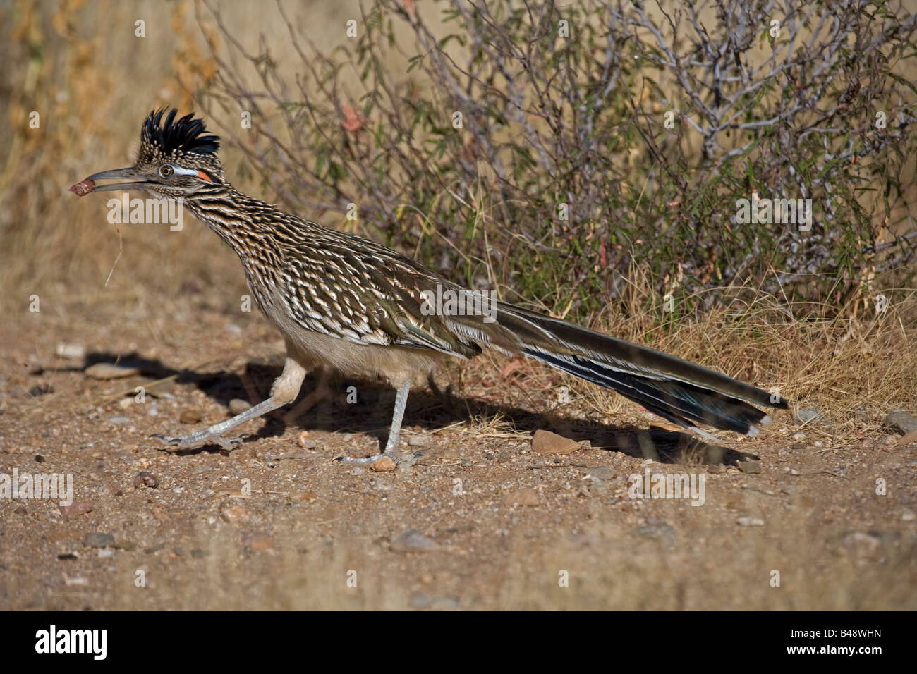 Greater Roadrunner [Geococcyx californianus]Walking in Sonoran Desert of Arizona - USA Stock Photo