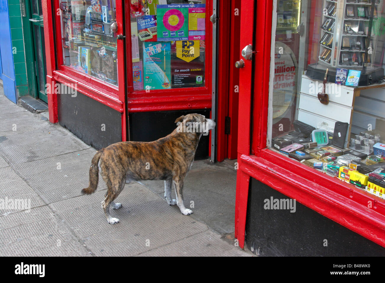 Dog is waiting outside a shop, Glasgow , UK Stock Photo Alamy
