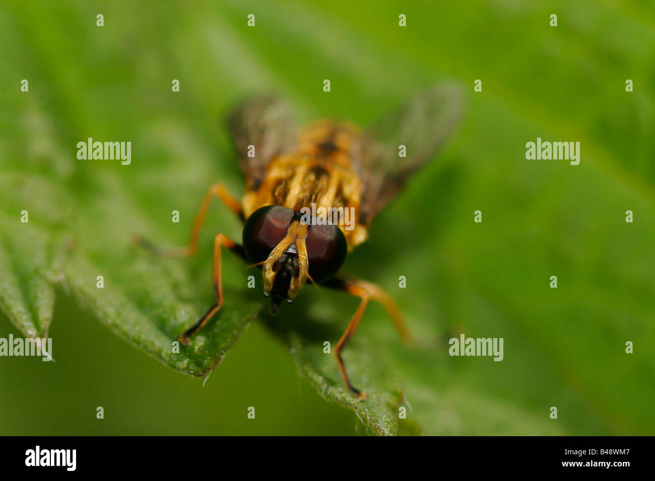 Small hoverflies hi-res stock photography and images - Alamy