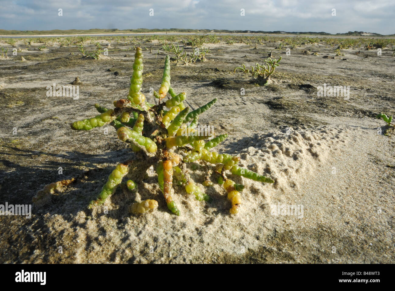 salicornia pianta salmastra sabbia plant Riserva De Slufter Texel isole Frisone Freesland Holland Olanda Mare del Nord north sea Stock Photo