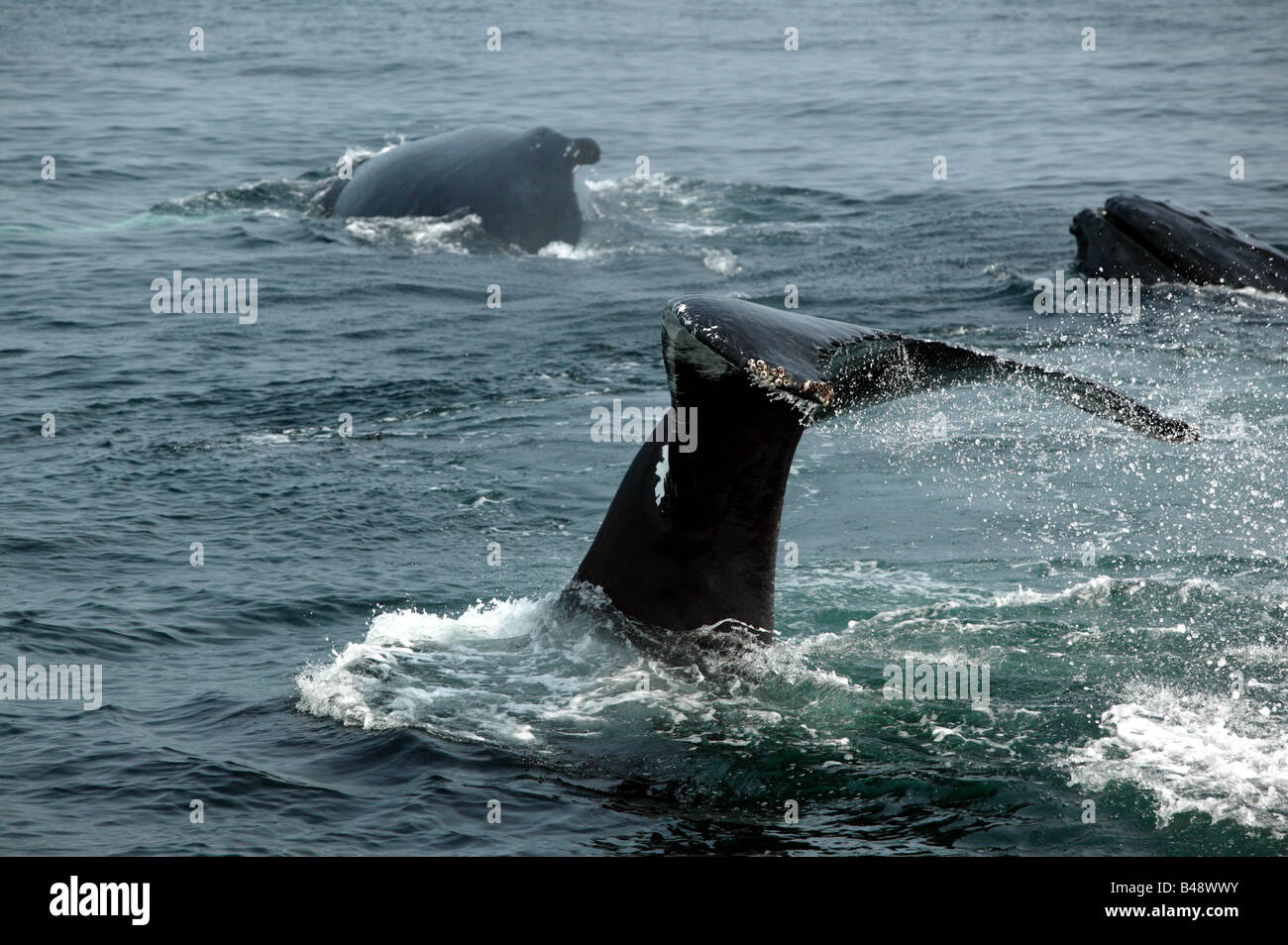 Water splashing  of the tail  fins of a Humpback Wale  off the Stellwagen Bank National Marine Sanctuary, Cape Cod. Stock Photo