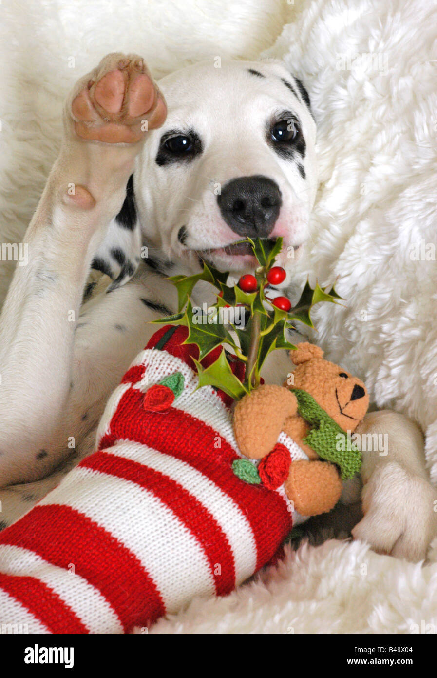 Dalmation Puppy with Christmas stocking Stock Photo