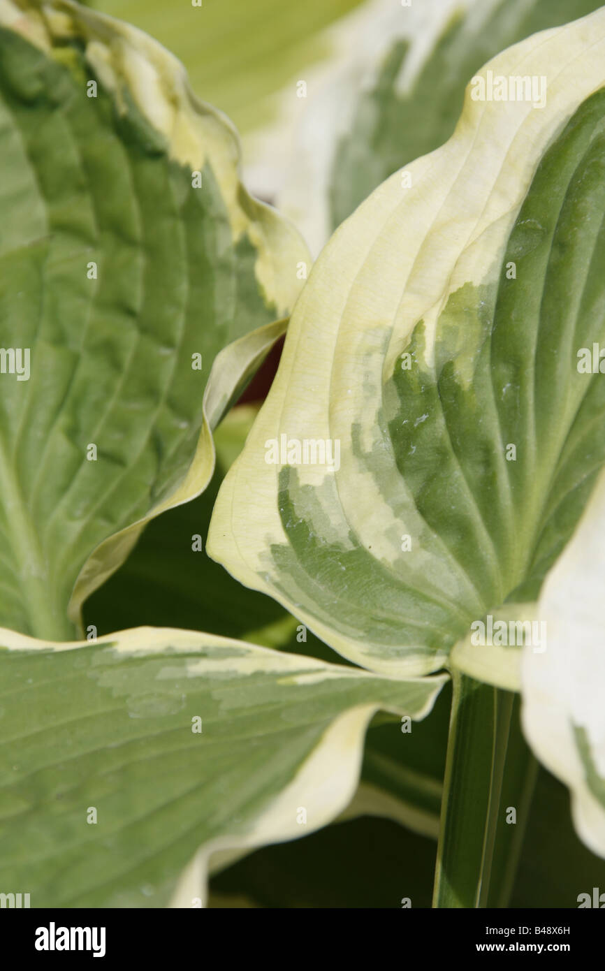 detail of green tropical plant in garden Stock Photo - Alamy