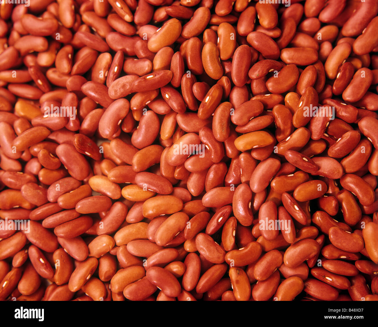 Kidney Shape Stock Photos & Kidney Shape Stock Images Alamy