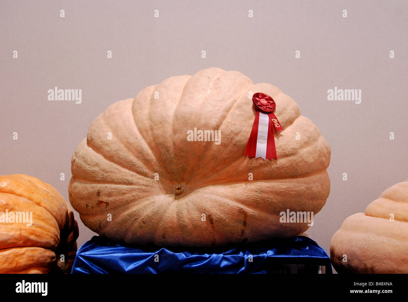 A massive prize winning 1272 pound pumpkin Stock Photo Alamy