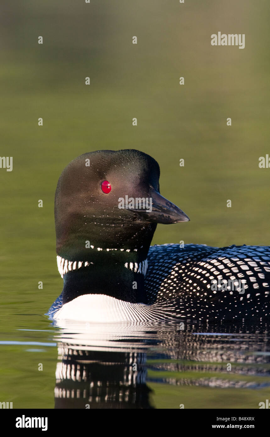 Common Loon, Northern Diver (gavia immer) portrait from Northern Michigan Stock Photo