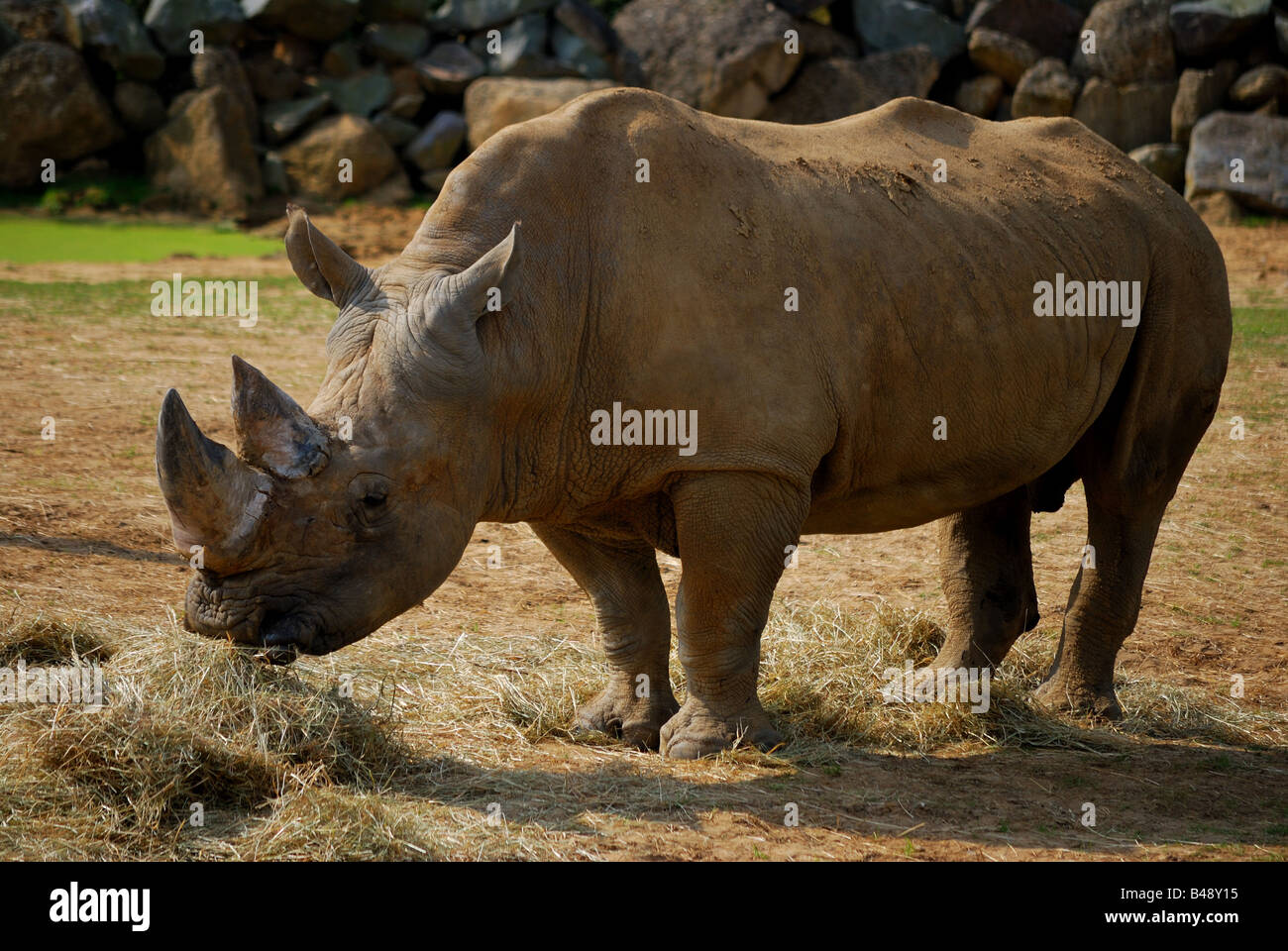 Zoo Ology Hi-res Stock Photography And Images - Alamy