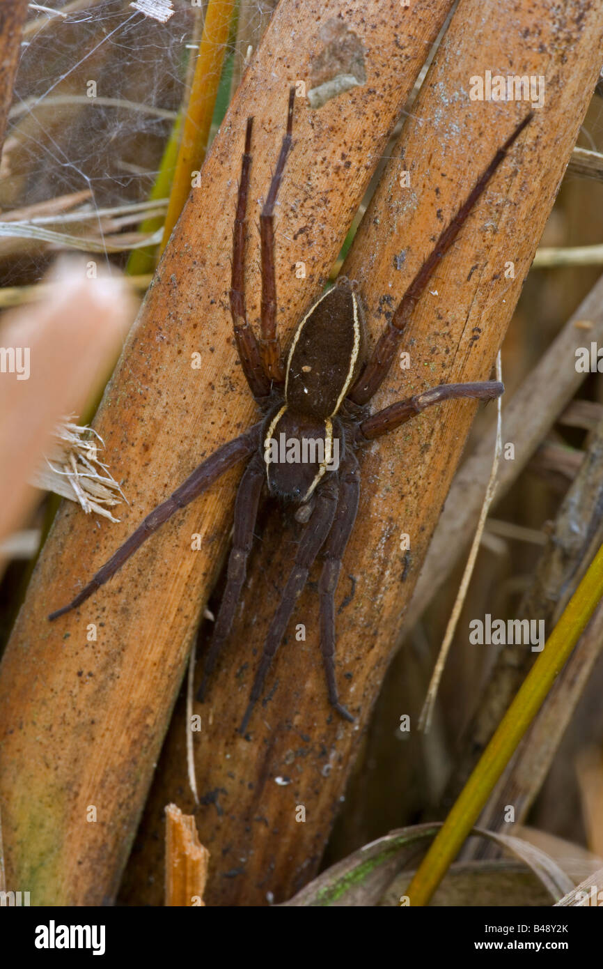 Fen Raft Spider High Resolution Stock Photography and Images - Alamy