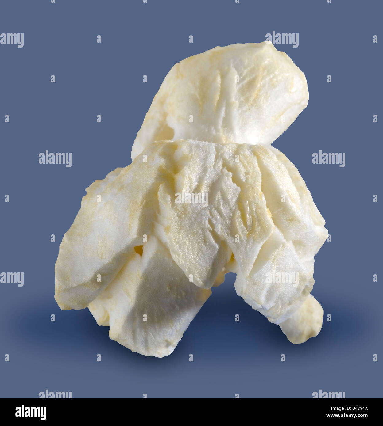A single piece of buttered popcorn isolated on blue A path is included Stock Photo