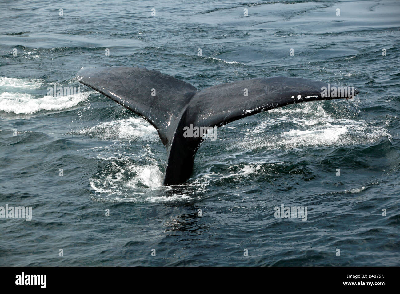 Close-up shot of  the tail  fins of a Humpback Wale  off the Stellwagen Bank National Marine Sanctuary, Cape Cod. Stock Photo