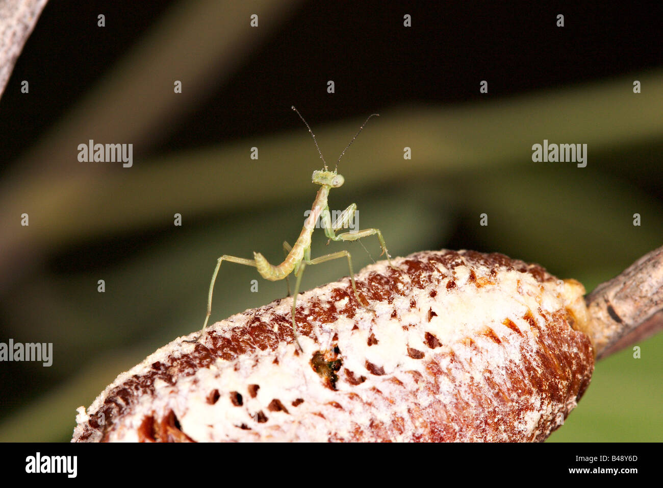Preying Mantis Stagmonantis sp Stock Photo
