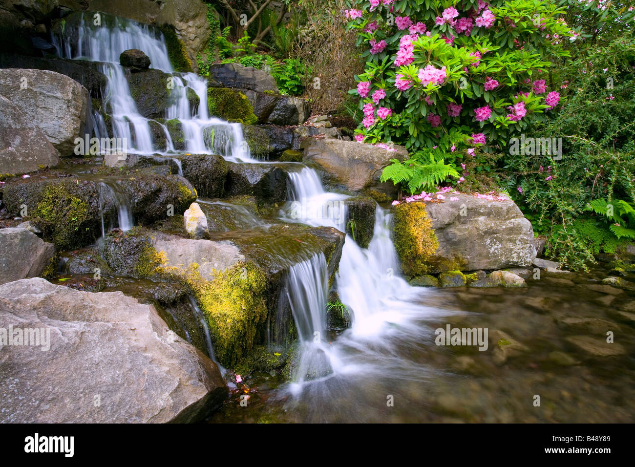 Rhododendrons beside waterfall, Crystal Springs Garden, Oregon, USA