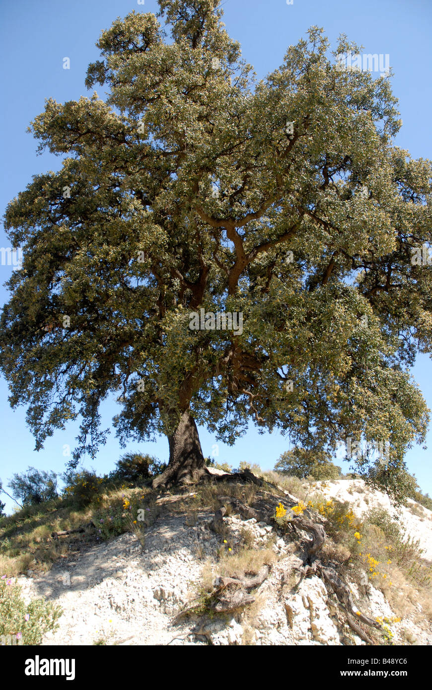 Holm oak tree hi-res stock photography and images - Alamy