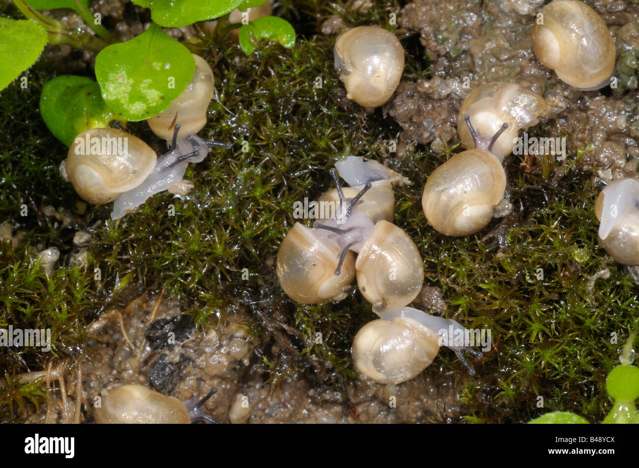 Escargot Snail Edible Snail Apple Snail Vine Snail Helix pomatia Babies with transparent shells leaving the nesting hole Stock Photo