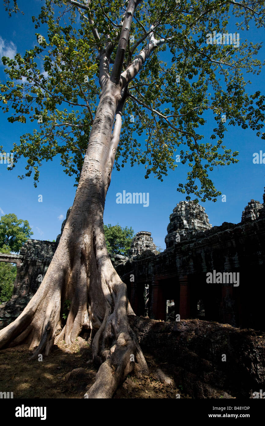 At tree at a temple in the ancient city of Angkor Wat, Northwestern Cambodia Stock Photo