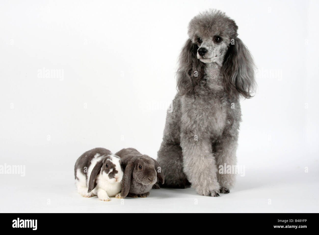 Are Poodles Good With Rabbits